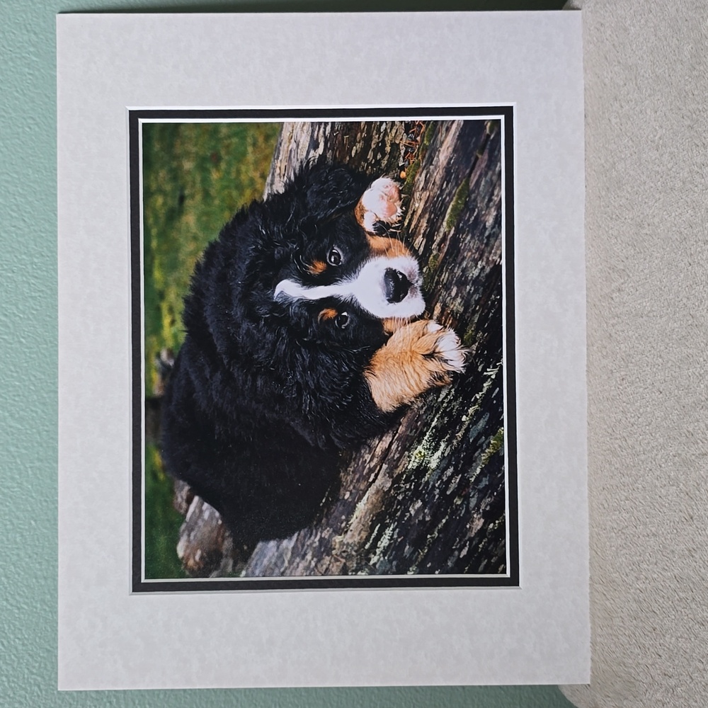 Bernese Mountain Dog Puppy Art Photo Print, With Proffesional Matt Board 11"x14"